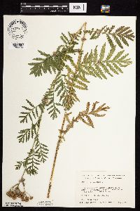 Tanacetum vulgare image