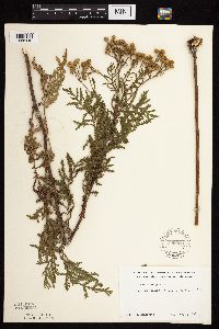 Tanacetum vulgare image