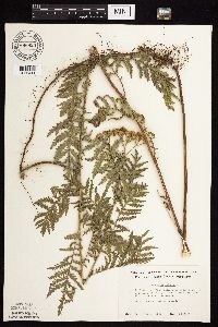 Tanacetum vulgare image