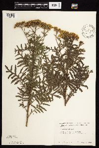 Tanacetum vulgare image