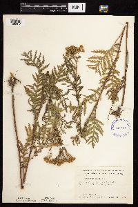 Tanacetum vulgare image