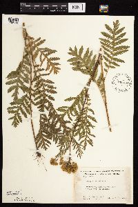 Tanacetum vulgare image
