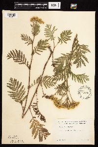 Tanacetum vulgare image