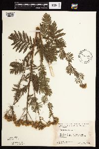 Tanacetum vulgare image