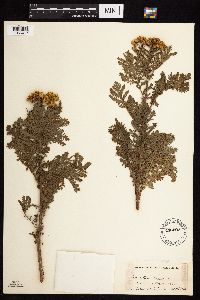 Tanacetum vulgare image
