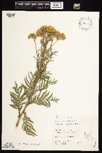 Tanacetum vulgare image