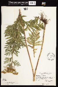 Tanacetum vulgare image