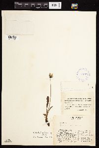 Image of Taraxacum ceratophorum