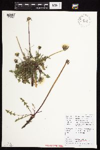 Taraxacum erythrospermum image