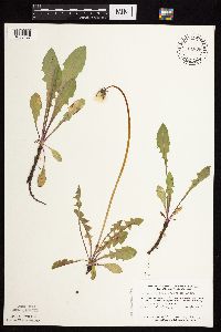 Taraxacum erythrospermum image