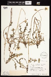 Taraxacum erythrospermum image