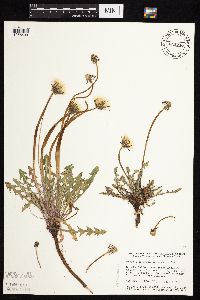 Taraxacum erythrospermum image