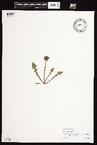 Taraxacum erythrospermum image