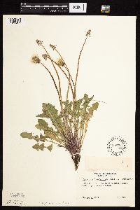 Taraxacum erythrospermum image