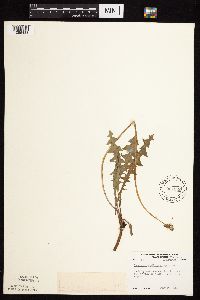 Taraxacum erythrospermum image