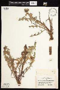 Taraxacum erythrospermum image