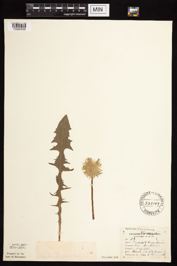 Taraxacum image