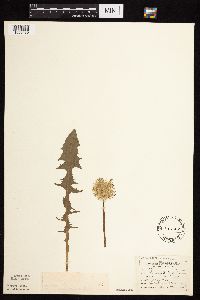 Taraxacum erythrospermum image