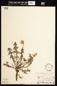 Taraxacum erythrospermum image