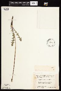 Taraxacum erythrospermum image