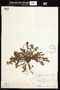 Taraxacum erythrospermum image