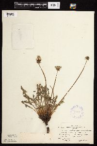 Taraxacum erythrospermum image
