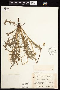 Taraxacum erythrospermum image