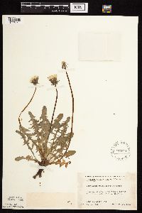 Taraxacum erythrospermum image