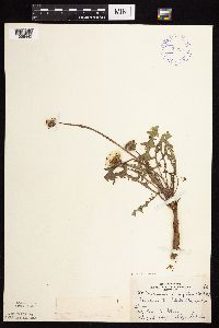 Taraxacum erythrospermum image