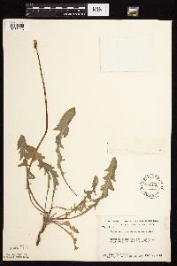 Taraxacum erythrospermum image