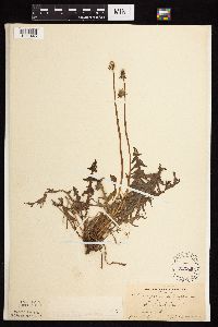 Taraxacum erythrospermum image