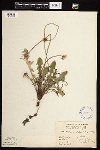 Taraxacum erythrospermum image