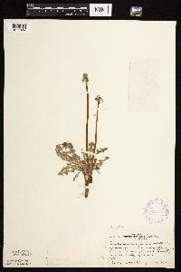 Taraxacum erythrospermum image