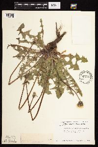 Taraxacum erythrospermum image