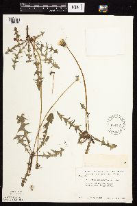 Taraxacum erythrospermum image