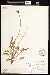 Taraxacum erythrospermum image