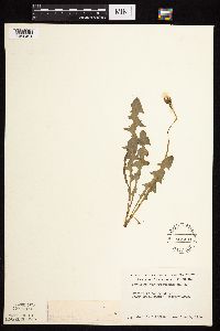 Taraxacum erythrospermum image