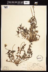 Taraxacum erythrospermum image