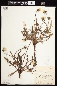 Taraxacum erythrospermum image