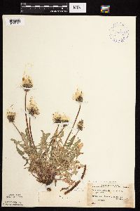 Taraxacum erythrospermum image