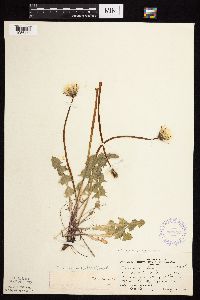 Taraxacum erythrospermum image