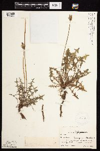 Taraxacum erythrospermum image