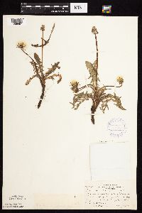 Taraxacum erythrospermum image