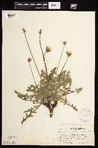 Image of Taraxacum erythrospermum