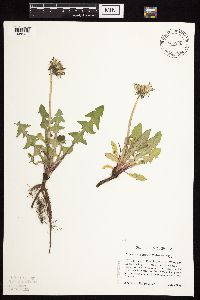 Taraxacum officinale image