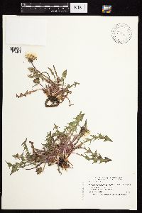 Taraxacum officinale image