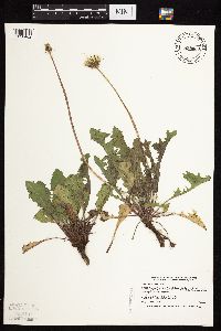 Taraxacum officinale image