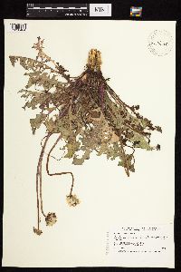Taraxacum officinale image