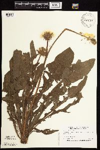 Taraxacum officinale image