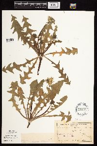 Taraxacum officinale image